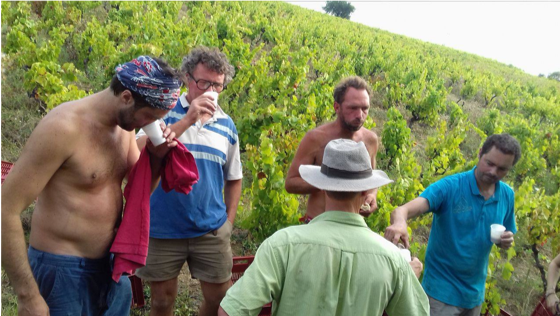 Vendanges 2017 pour Bouillot Salomon