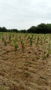 Vignes gelées de Jean-Marc Tard