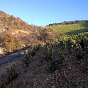 Sécheresse dans le Languedoc