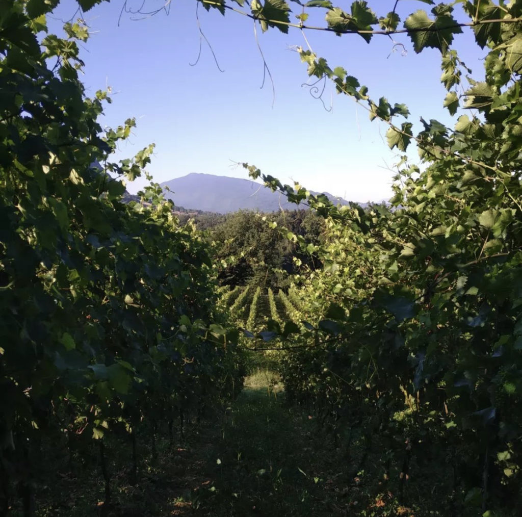 Francis Rousset - Coteaux des girondales vigne 1