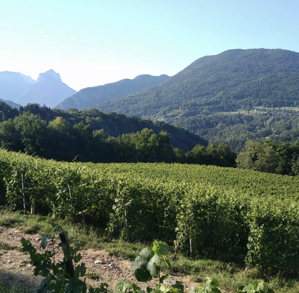 Francis Rousset - Coteaux des girondales vigne 2