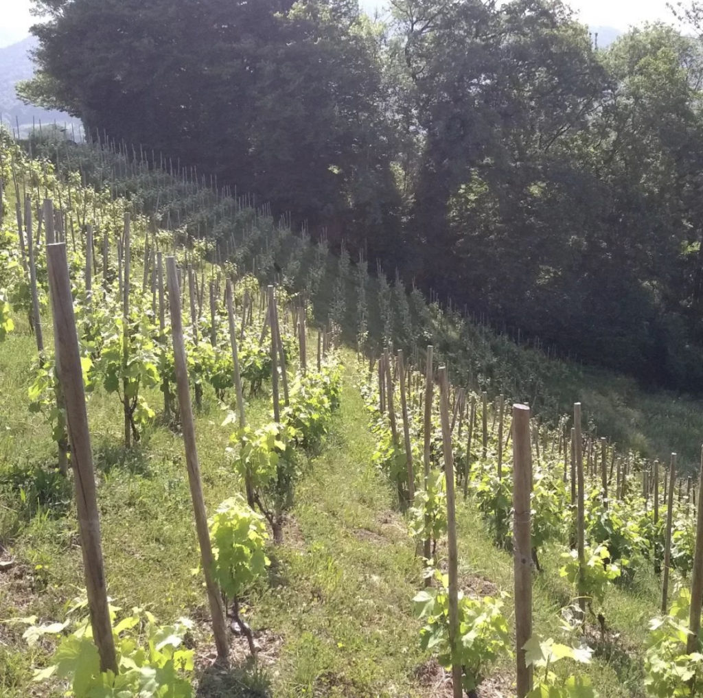 Francis Rousset - Coteaux des girondales vigne 4