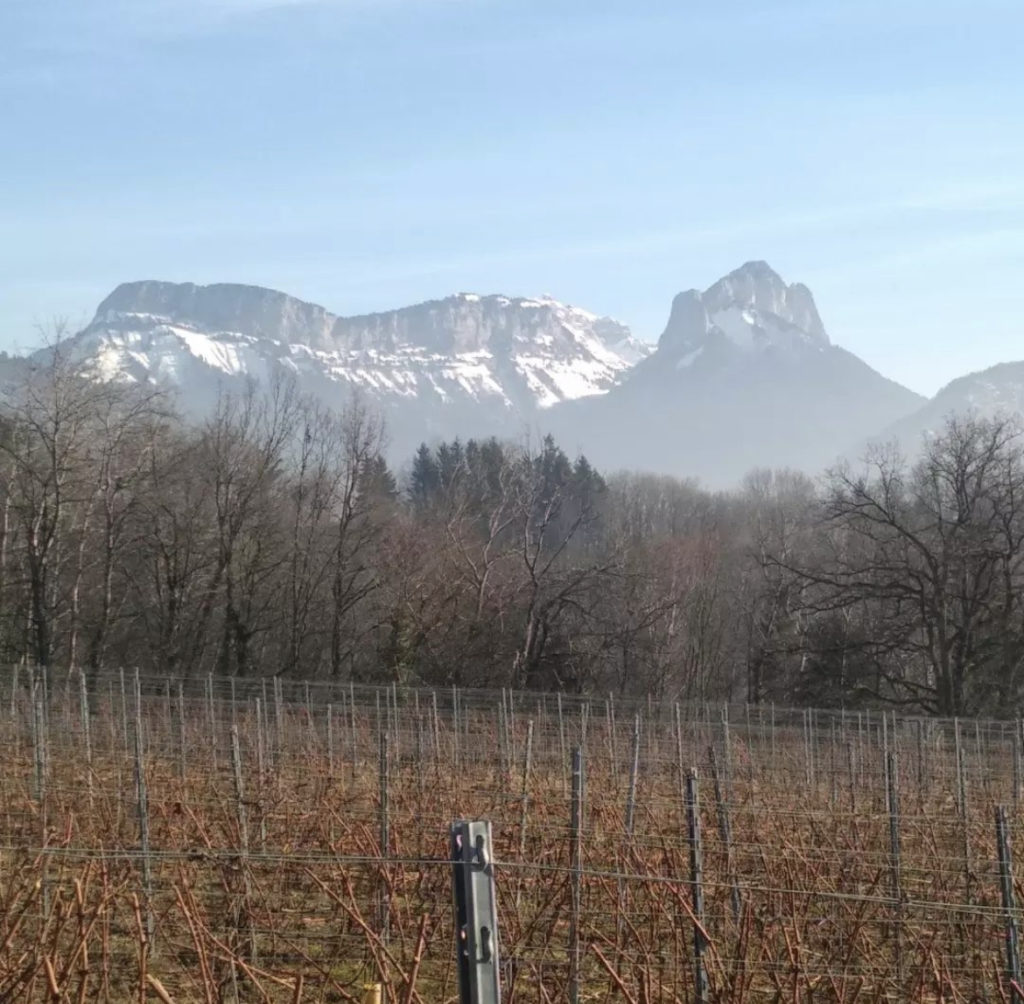 Francis Rousset - Coteaux des girondales vigne 3