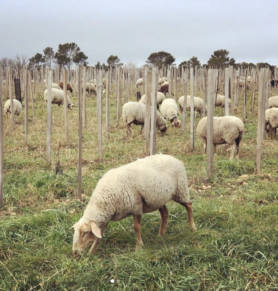 Ekaterina de Cazenove - Domaine Cassagnas (3)