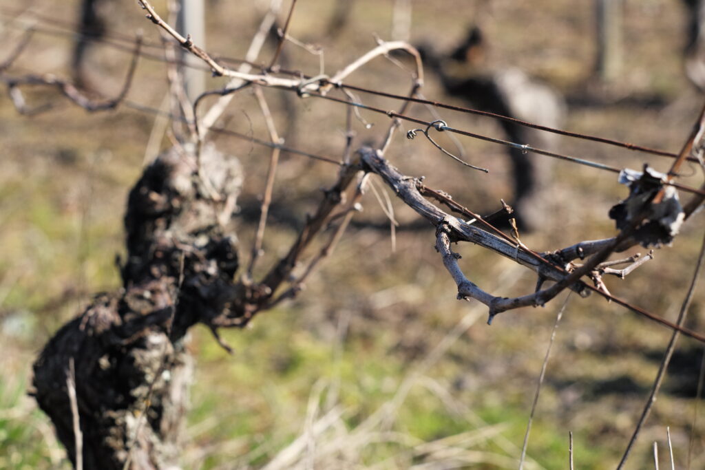 Less Peaux Rouges Domaine Peaux Rouges · Vendanges Solidaires