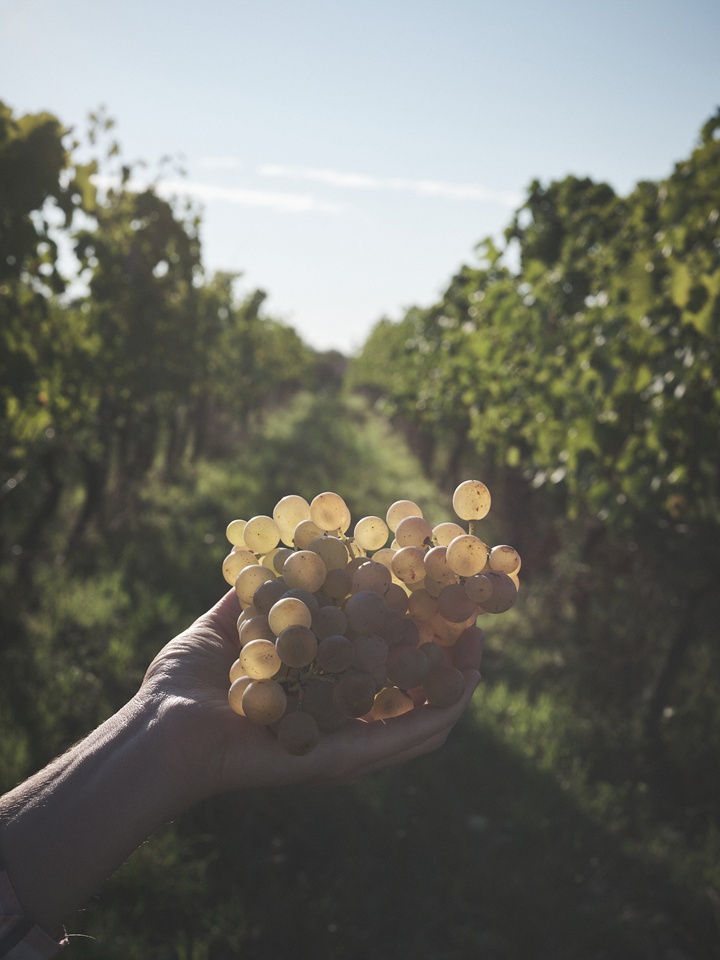 Domaine La Calmette - Cahors